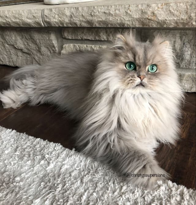 persian